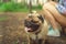 Girl walking with a dog breed pug in the Park. Pug resting in the woods