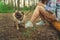 Girl walking with a dog breed pug in the Park. Pug resting in the woods