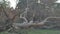 Girl walking on the felled pine tree in the evening