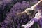 A girl is walking in a lavender field in summer