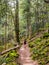 Girl walking on a path between the trees in the Ordesa y Monte Perdido National Park