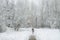 A girl is walking under the snow with a fur in a park in Moscow