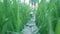 A girl walks along a small wooden bridge by the lake in the reeds