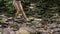 Girl walks barefoot in mountain wood down the river