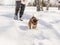 A girl walks with a Bengal domestic cat on a snow road in winter.