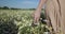 The girl walks through the chamomile field