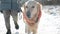 Girl Walks Her Golden Retriever Dog In Snow In Winter