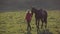 Girl walks through the meadow with a brown stallion. Slow motion