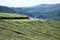 The girl walks in the tea farm,Young girls walk or play in the green tea farm. Happy girl in the tea plantation scene.