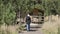 Girl walks towards the wooden house