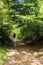 Girl walks through the woods of the heritage site where Anne of Green Gables took place.