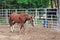 Girl watches Horse in Ring