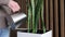 Girl Watering a Houseplant in White Pot with Water.