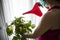 Girl watering the plants at home protected with the protective mask and gloves. Coronavirus, covid-19