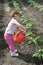 Girl watering Seedling Tomato