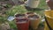 Girl watering seeds in pots