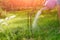 The girl is watering a violet apple tree in a green garden, close-up, copy space