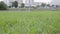 A girl on wedges walking on grass.