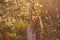 Girl in white dress sitting among flowers and fluff near tulips in sunset, dandelions and cherry flowers