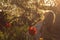 Girl in white dress sitting among flowers near tulips in sunset and threw back her head