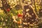 Girl in white dress smelling tulip in sunset among fluff, dandelions and cherry flowers