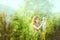 Girl with white pedigreed cat in her arms in a blue sundress