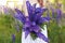 Girl in a white sundress holding a large bouquet of lupine flowers in hands in a field