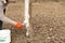 Girl whitewashing a tree trunk in a spring garden. Whitewash of spring trees, protection from insects and pests.