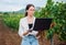 A girl winemaker technologist with a laptop in her hands against the background of a vineyard checks the quality of grapes