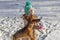 girl in winter in the park plays with a dog on the street. The breed is a dachshund