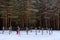 Girl in winter snowy pine forest Narva-Joesuu