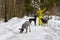 A girl in a winter tracksuit dresses three hunting dogs in the woods