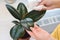 Girl wipes dust from indoor plants, close-up