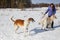 A girl, a wolf and two canine greyhounds playing in the field in winter in the snow