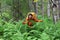 Girl in the woods, among the ferns, cautiously looks around