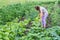 Girl working on a garden