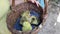 A girl in a yellow dress holds a basket with small newly hatched geese in her hands. Cute goslings quack in a wicker