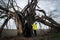 The girl in yellow jacket near fabulous dramatic lonely tree with a burnt black trunk after a lightning strike on cloudy sky