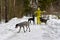 A girl in a yellow tracksuit walks three hunting dogs in a winter forest