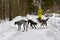 A girl in a yellow tracksuit walks three hunting dogs in a winter park