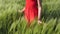 Girl or young woman standing among the growing green barley or triticale field