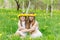 Girlfriends are sitting in the grass with wreaths of dandelions