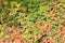 Girlish grape five-leafed. Beautiful autumn natural colors