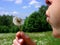 Girls blow the dandelion blossom