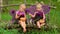 Girls with butterfly wings eating honey from pots