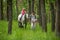 Girls enjoying horseback riding in the woods with mother, young pretty girls with blond curly hair on a horse, freedom