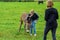 Girls feed the donkey on a green lawn.