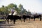 Girls Gardians working a herd of bulls