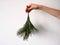 Girls hand holds down a branch of a pine tree with green needles isolated on a white background