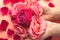 Girls hands hold many buds of roses. Close-up photo of rosebuds